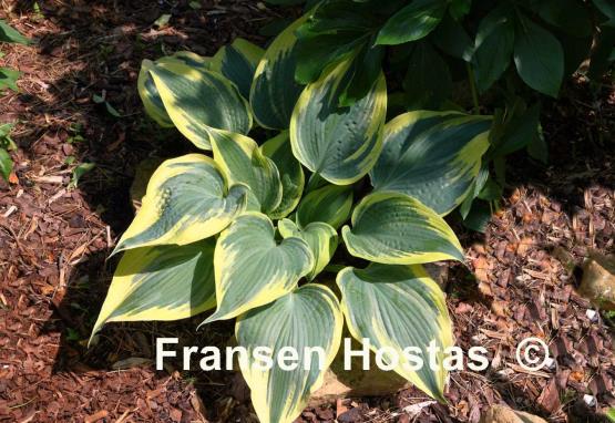 Hosta Crocodile Socks